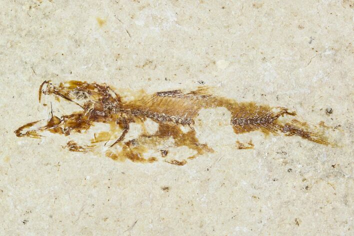 Bargain, Cretaceous Fossil Fish - Lebanon #111685